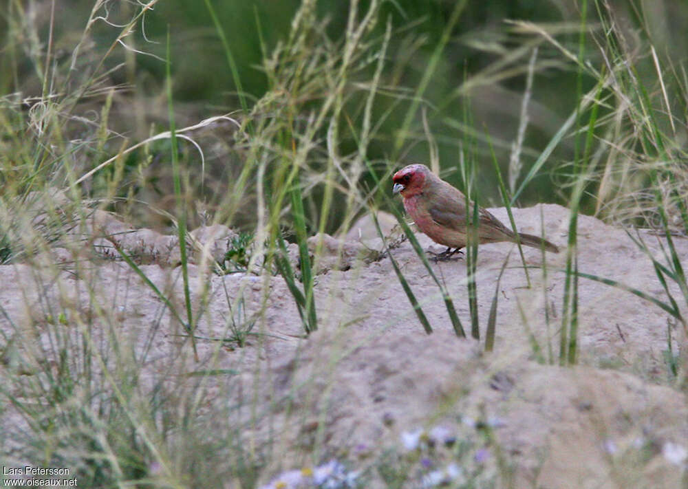 Pale Rosefinch male adult, identification