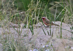 Pale Rosefinch