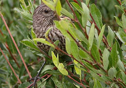 Streaked Rosefinch