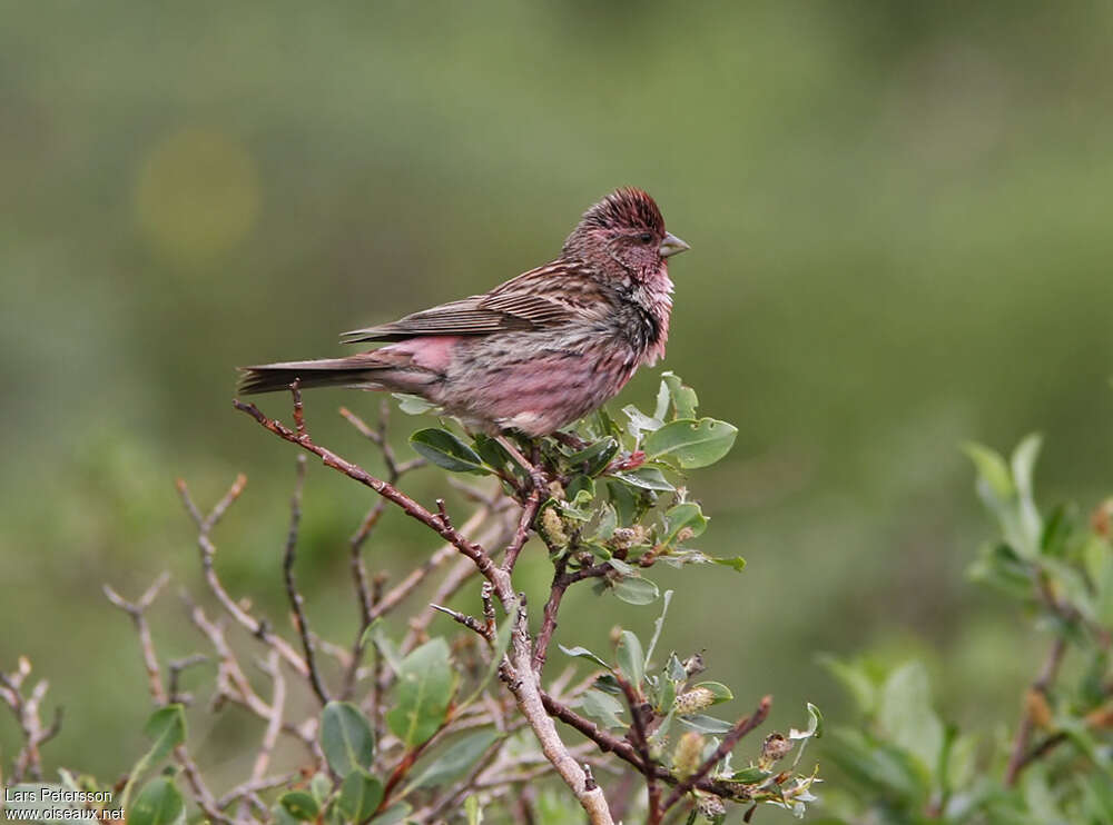 Himalayan Beautiful Rosefinch male adult, identification