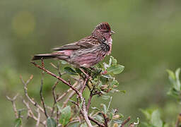 Himalayan Beautiful Rosefinch