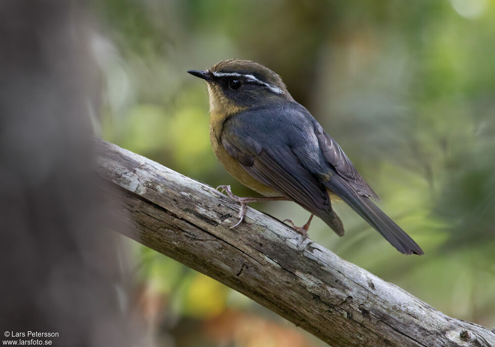 White-browed Bush Robin