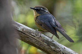 White-browed Bush Robin