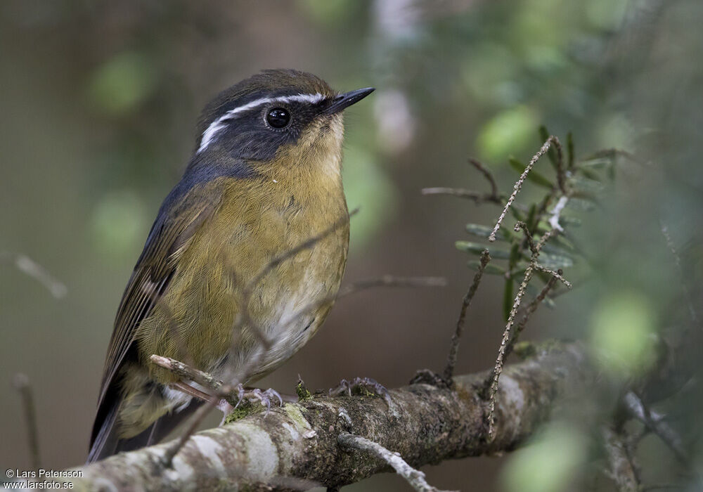 White-browed Bush Robin