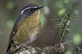 White-browed Bush Robin