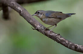 Siberian Blue Robin