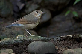 Siberian Blue Robin