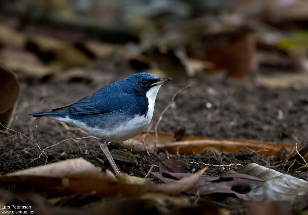 Rossignol bleu mâle adulte nuptial, identification