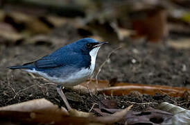 Siberian Blue Robin