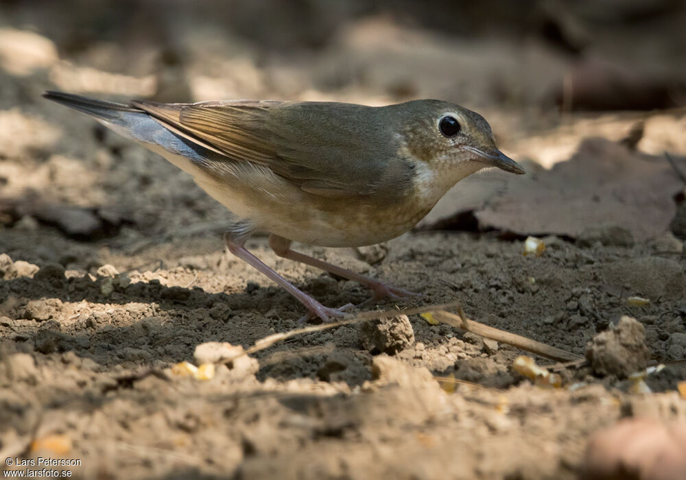 Siberian Blue Robin