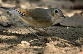 Siberian Blue Robin