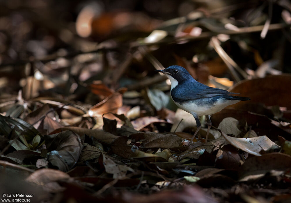 Siberian Blue Robin