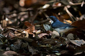 Siberian Blue Robin