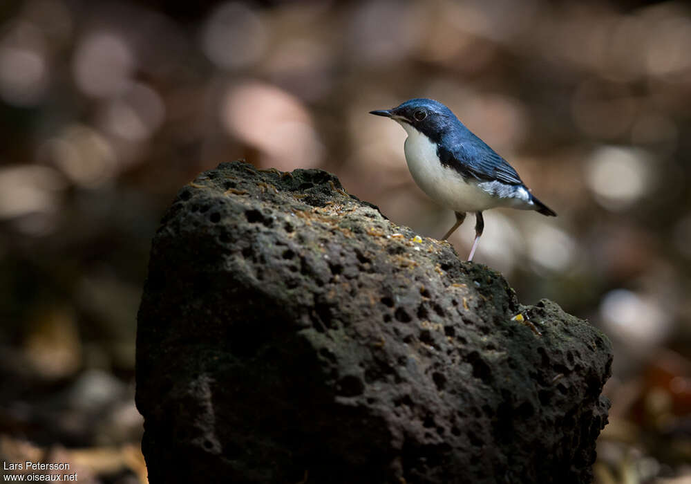 Siberian Blue Robin male adult, habitat, pigmentation