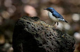 Siberian Blue Robin