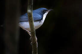 Siberian Blue Robin