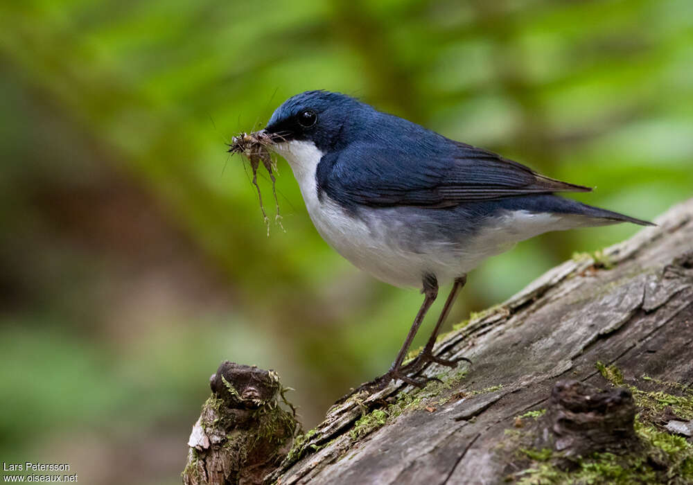 Siberian Blue Robin male adult breeding, feeding habits