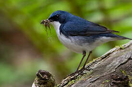 Siberian Blue Robin