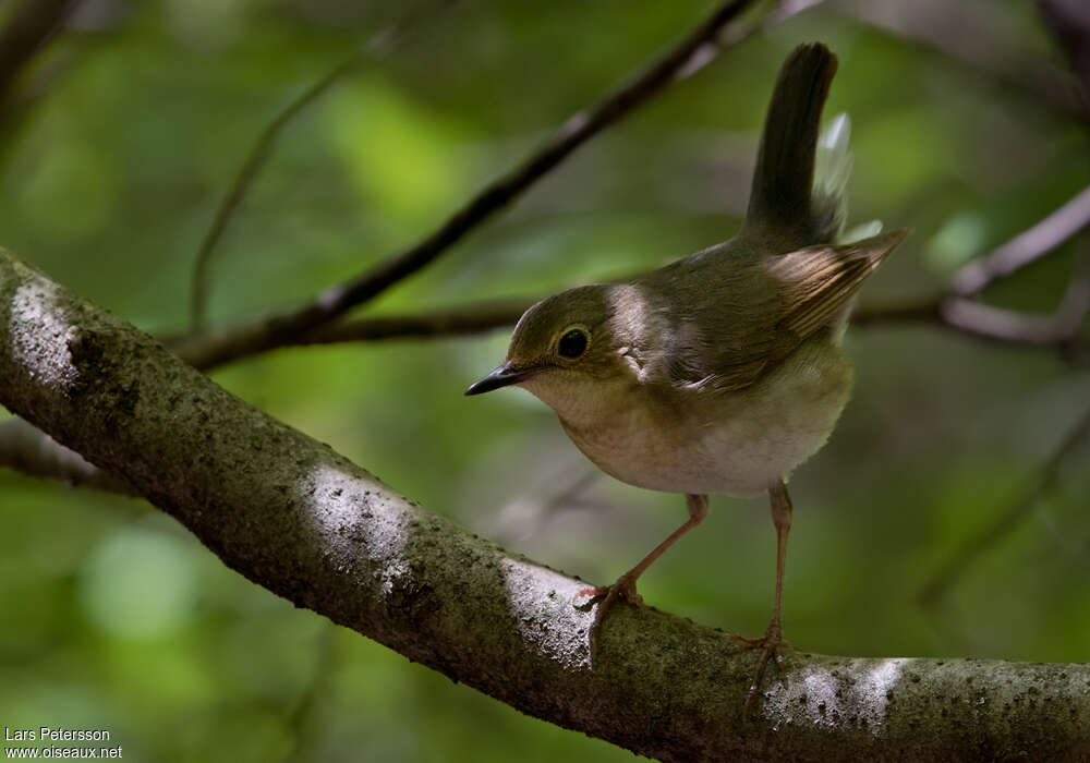 Siberian Blue Robin female, habitat, Behaviour