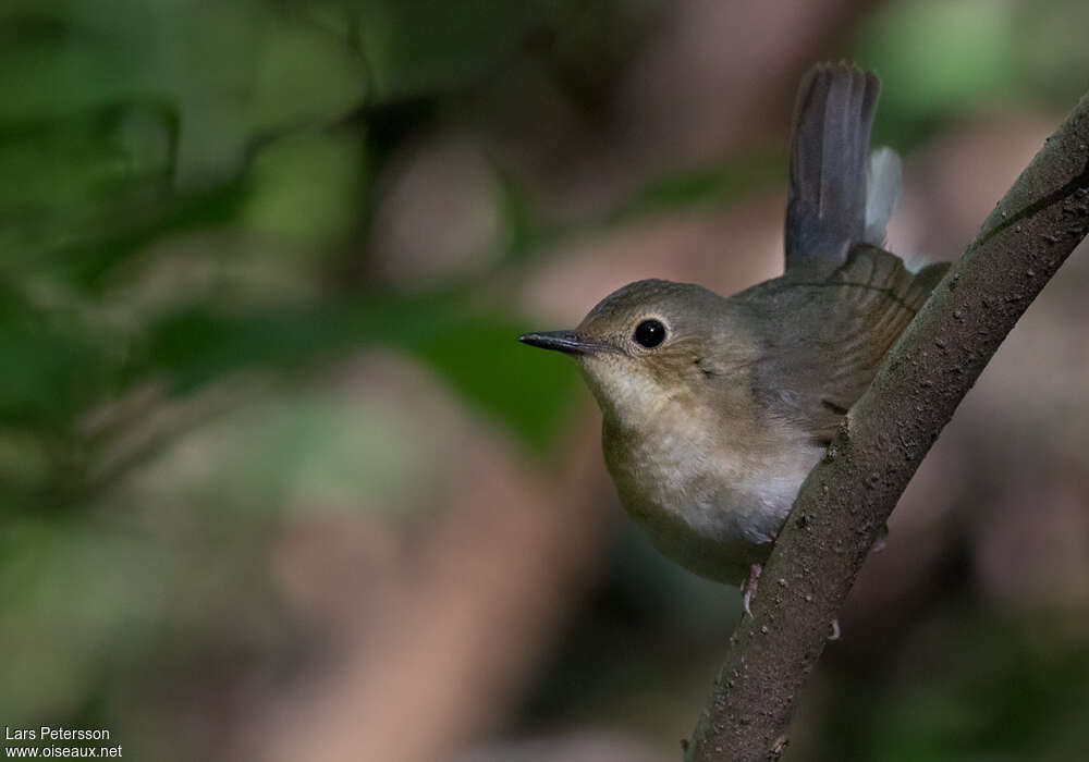 Siberian Blue Robin female, close-up portrait