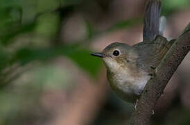 Siberian Blue Robin