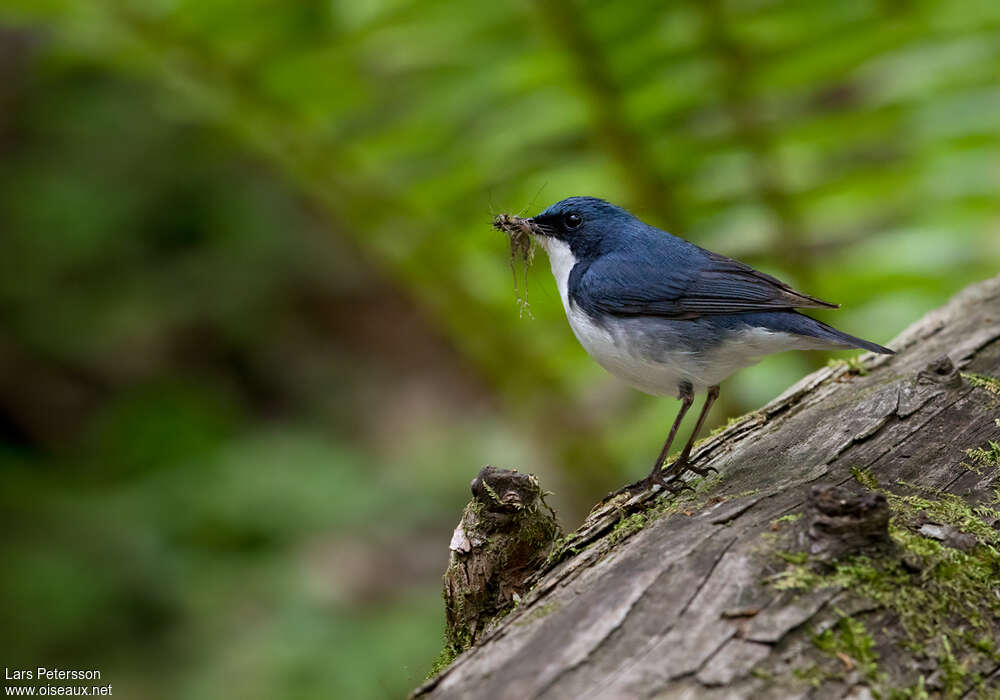 Siberian Blue Robin male adult breeding, feeding habits, eats, Reproduction-nesting