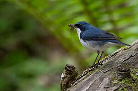 Siberian Blue Robin