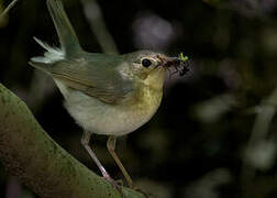 Siberian Blue Robin