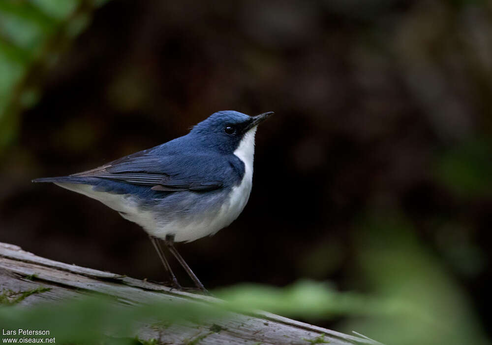 Rossignol bleu mâle adulte nuptial, identification