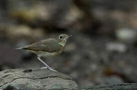 Siberian Blue Robin