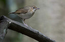 Siberian Blue Robin