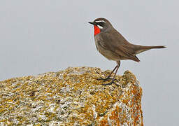 Siberian Rubythroat