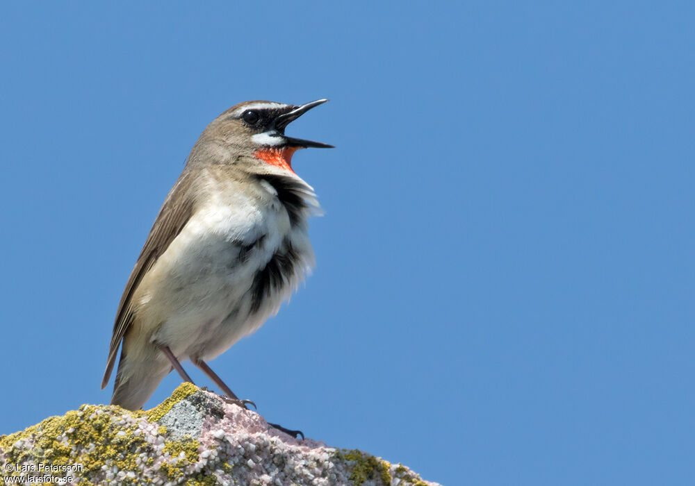 Siberian Rubythroat