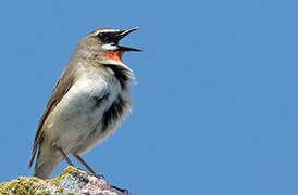 Siberian Rubythroat