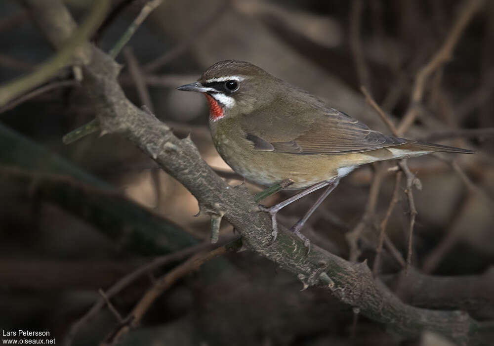 Siberian Rubythroat male adult breeding, identification