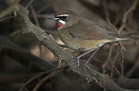 Siberian Rubythroat