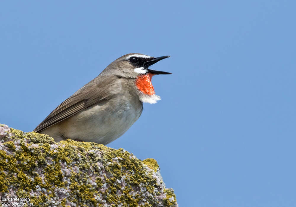 Siberian Rubythroat male adult, pigmentation, song