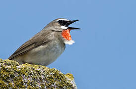 Siberian Rubythroat