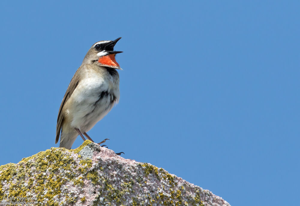 Siberian Rubythroat