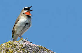 Siberian Rubythroat