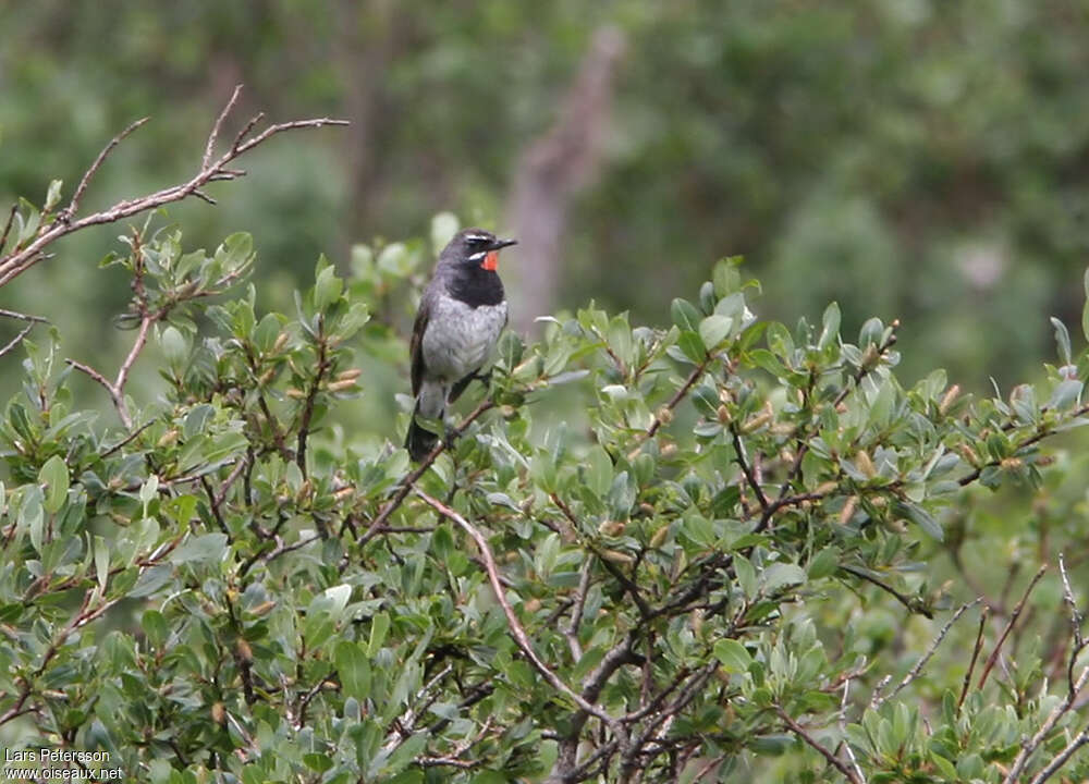 Chinese Rubythroat male adult