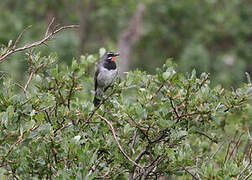 Chinese Rubythroat