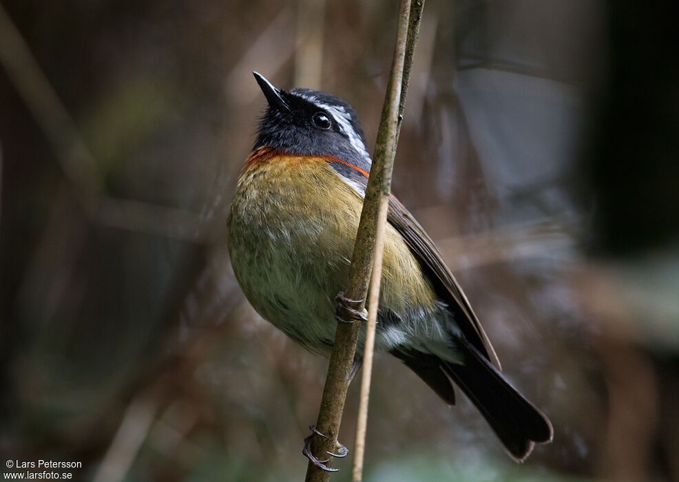 Collared Bush Robin