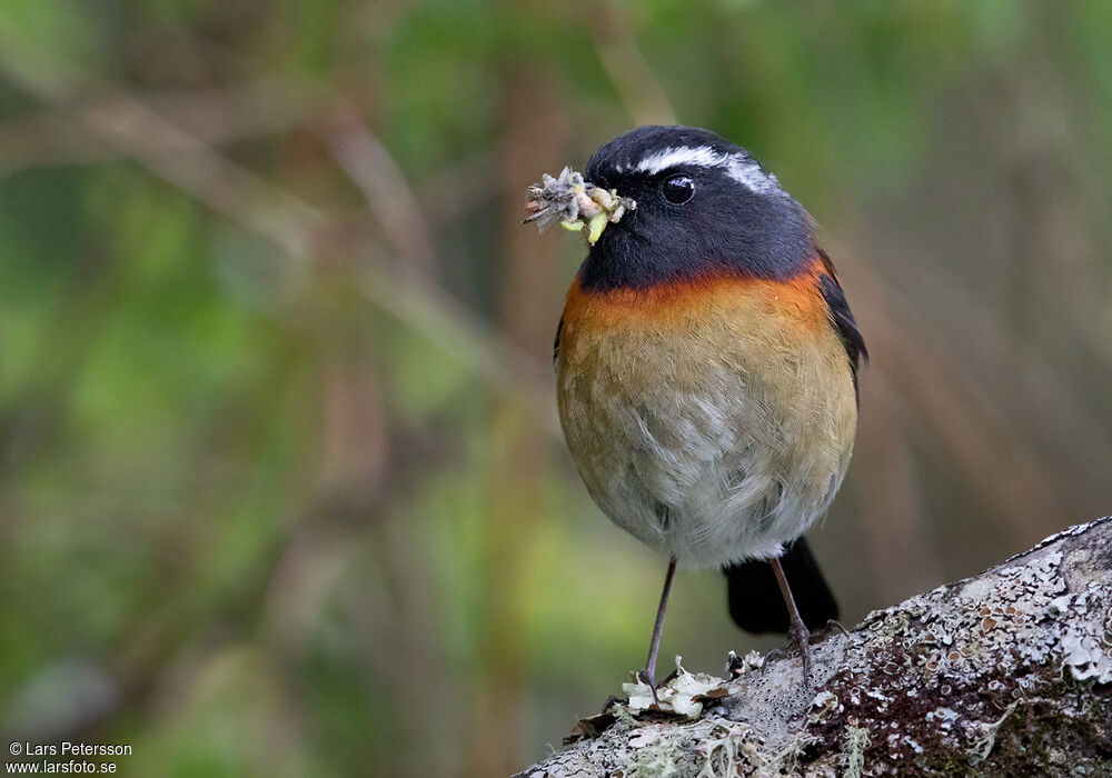 Collared Bush Robin