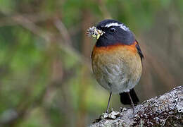 Collared Bush Robin