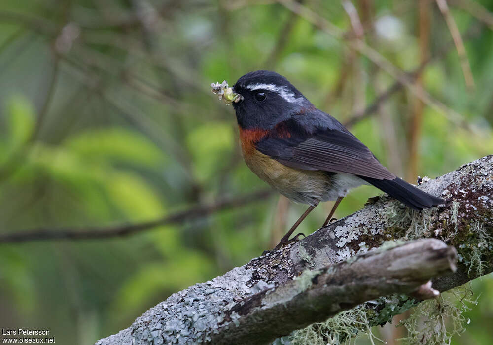 Collared Bush Robin male adult breeding, identification