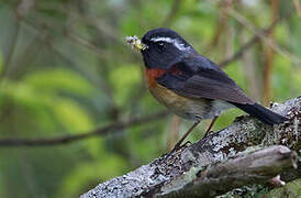 Collared Bush Robin