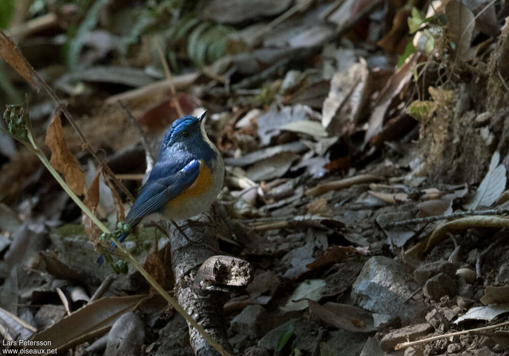 Himalayan Bluetail male adult, habitat, camouflage, pigmentation, Behaviour