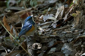 Himalayan Bluetail