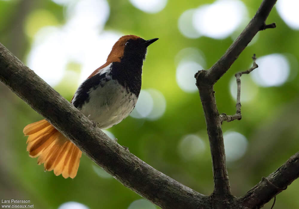 Ryukyu Robin male adult, identification